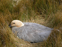 upland-goose-on-nest